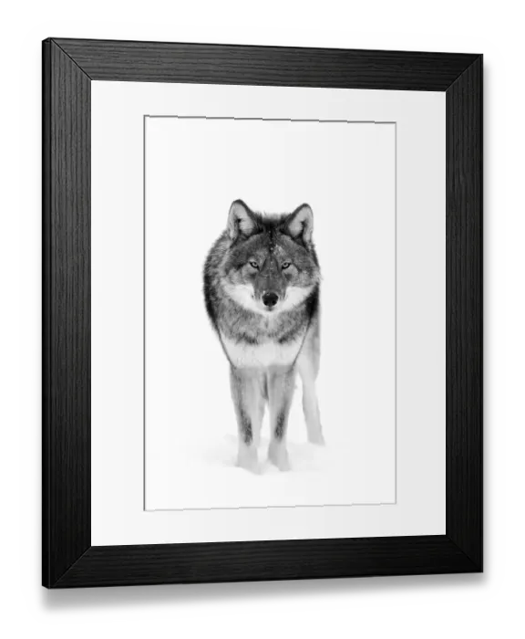 Framed Print : Coyote Stare Framed Print : Coyote Stare