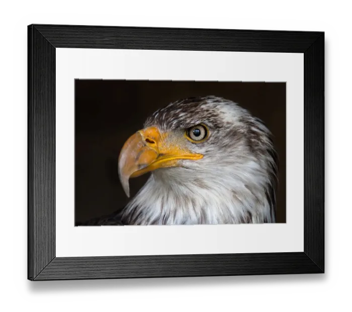 Framed Print : Caged Eagle Framed Print : Caged Eagle