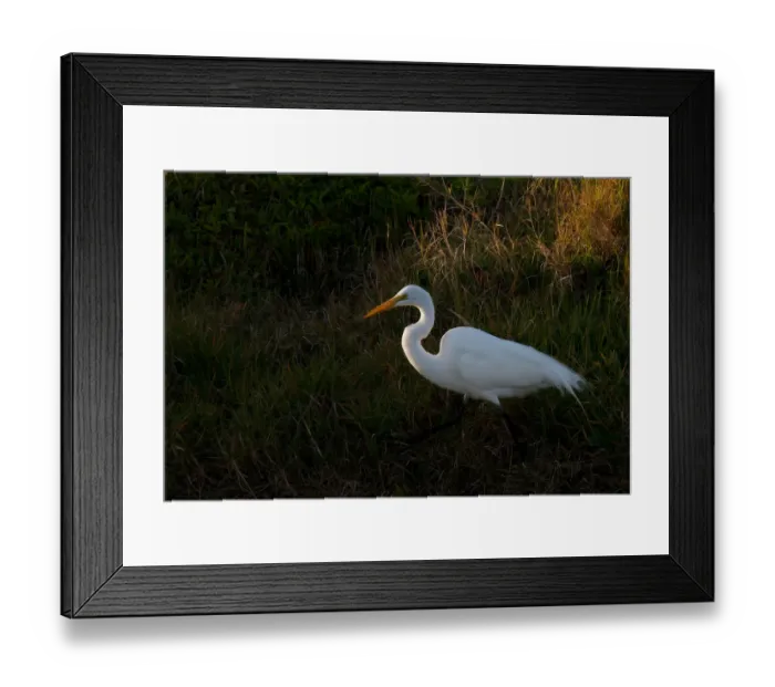 Framed Print : Great Egret Framed Print : Great Egret