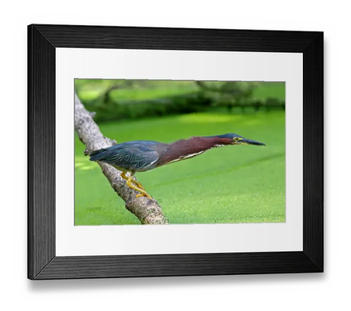 Framed Print : Green Heron Framed Print : Green Heron
