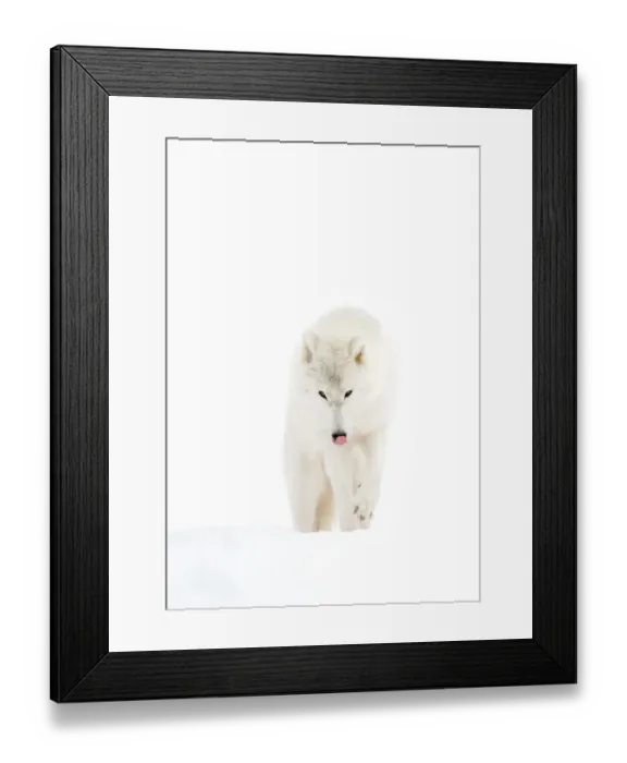 Framed Print : Arctic Wolf Framed Print : Arctic Wolf