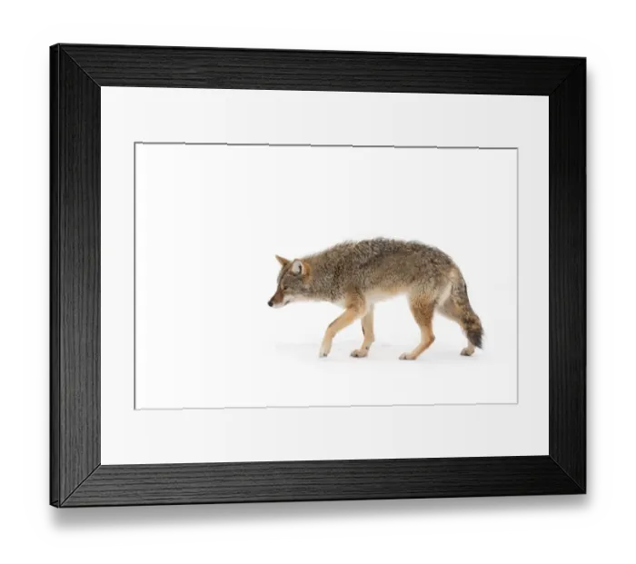 Framed Print : Coyote Framed Print : Coyote