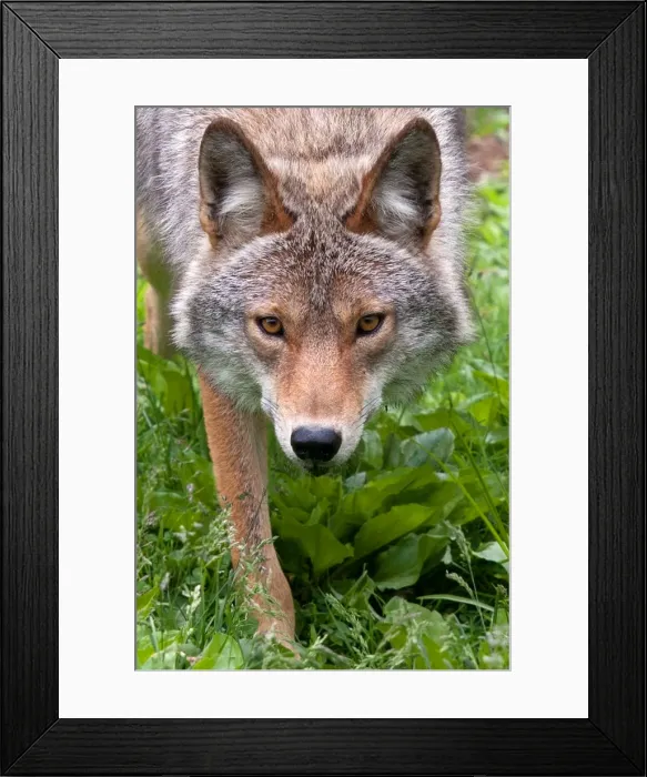 Framed Print : Coyote Framed Print : Coyote