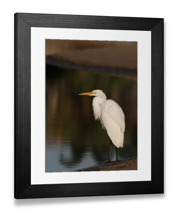 Framed Print : Great Egret Framed Print : Great Egret