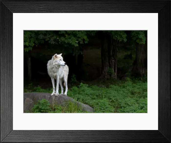 Framed Print : Arctic Wolf - The Watcher