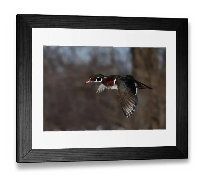 Framed Print : Wood Duck Framed Print : Wood Duck