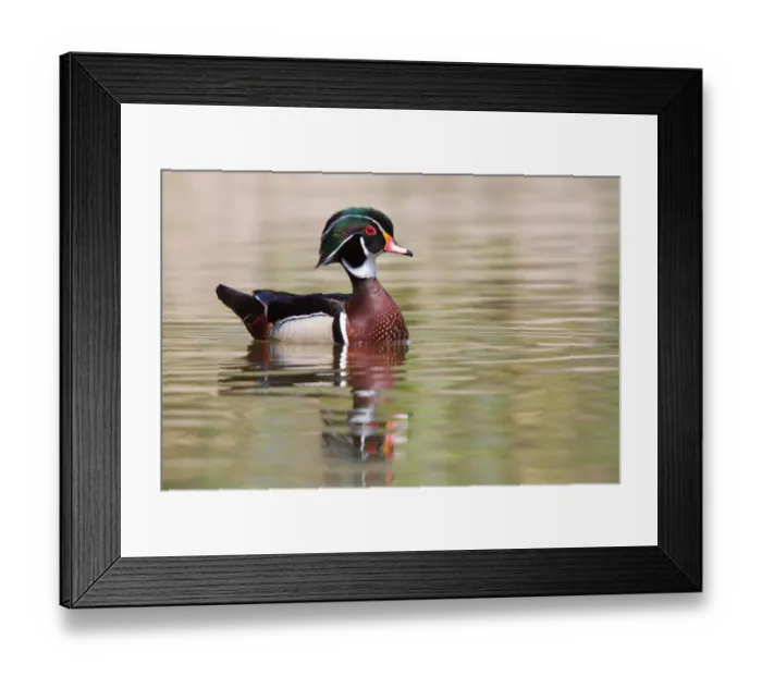 Framed Print : Wood Duck Framed Print : Wood Duck