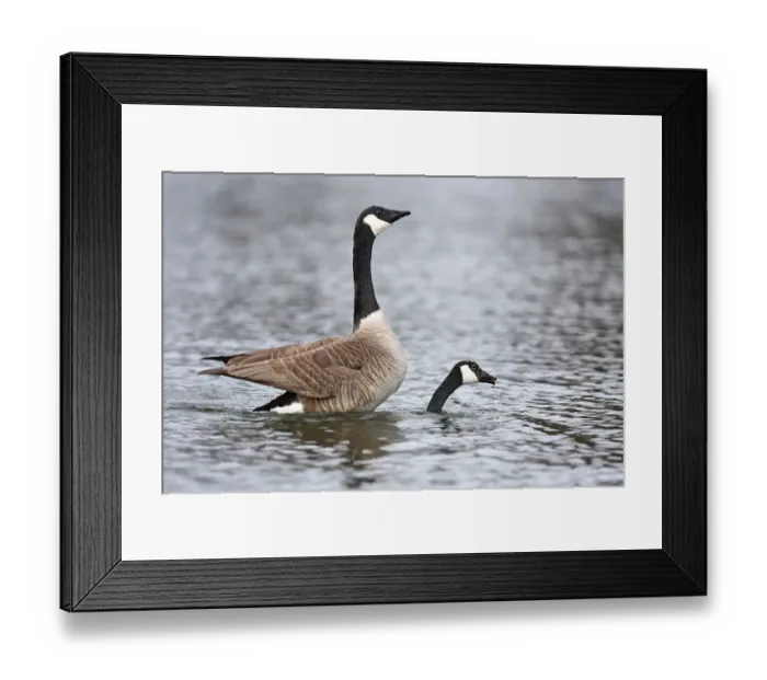 Framed Print : Canada Geese mating Framed Print : Canada Geese mating
