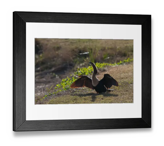 Framed Print : Anhinga Framed Print : Anhinga