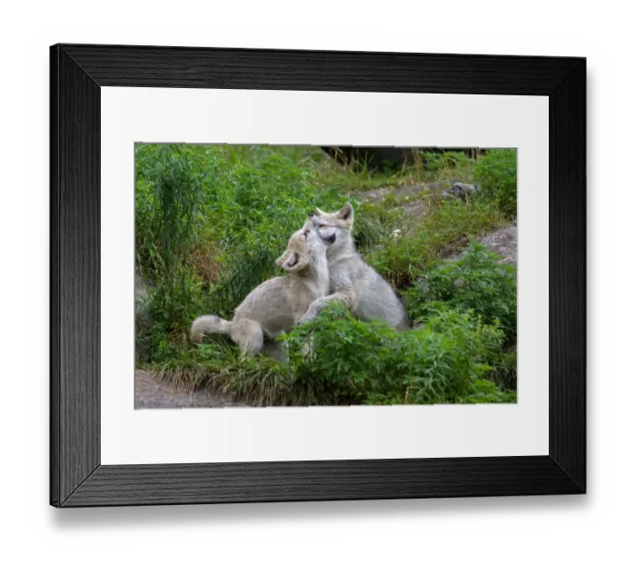 Framed Print : Timber wolf pups Framed Print : Timber wolf pups