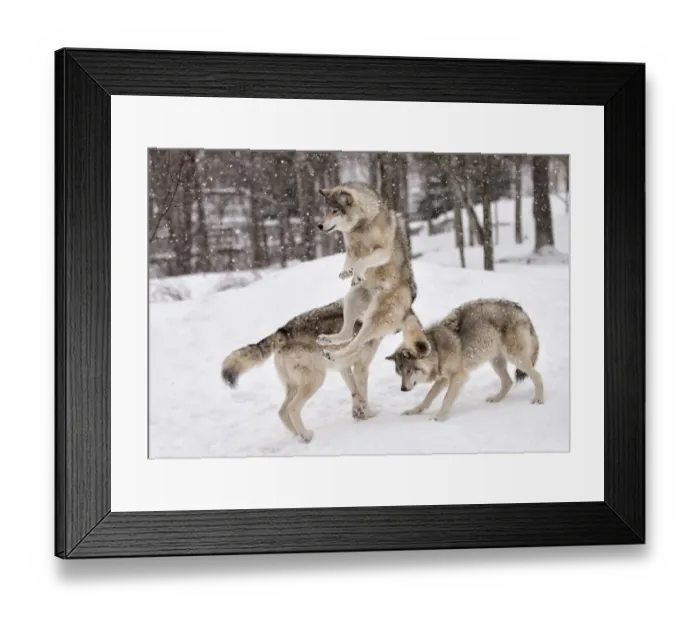 Framed Print : Timber wolves Framed Print : Timber wolves