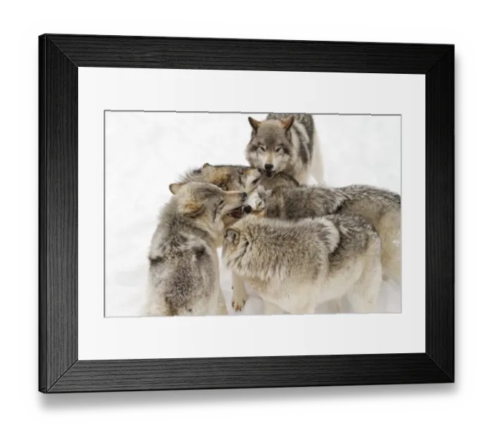 Framed Print : Timber wolves Framed Print : Timber wolves