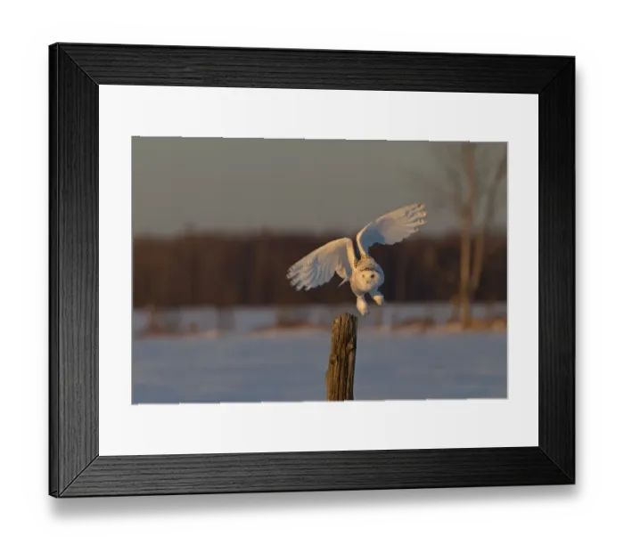 Framed Print : Snowy Owl in winter