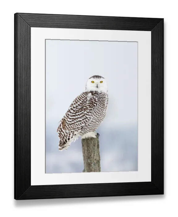 Framed Print : Snowy Owl on post Framed Print : Snowy Owl on post