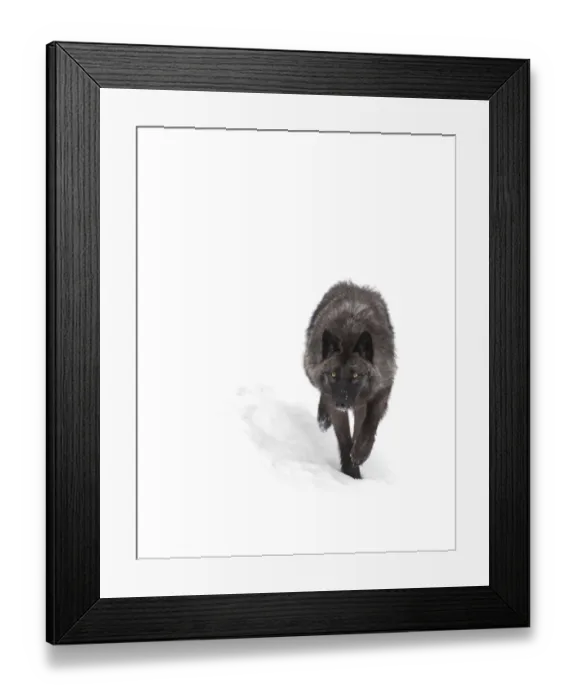 Framed Print : Black Wolf in winter Framed Print : Black Wolf in winter