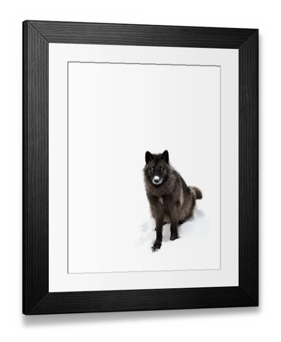 Framed Print : Black Wolf in winter Framed Print : Black Wolf in winter