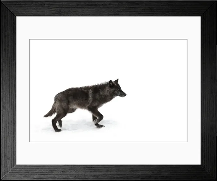 Framed Print : Black Wolf in winter Framed Print : Black Wolf in winter