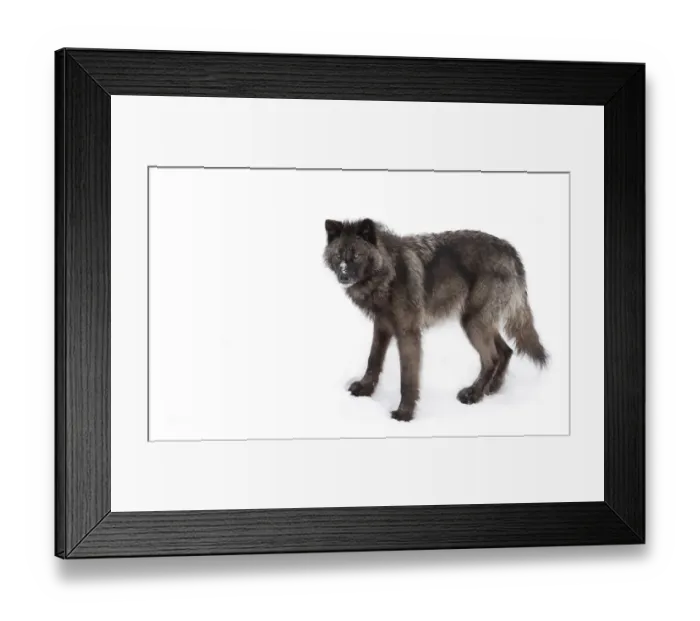 Framed Print : Black Wolf in winter Framed Print : Black Wolf in winter
