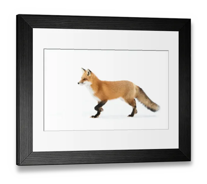 Framed Print : Red Fox Framed Print : Red Fox