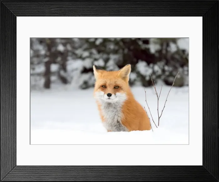 Framed Print : Red Fox Framed Print : Red Fox