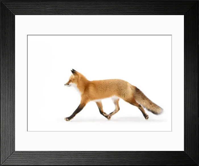 Framed Print : Red Fox Framed Print : Red Fox
