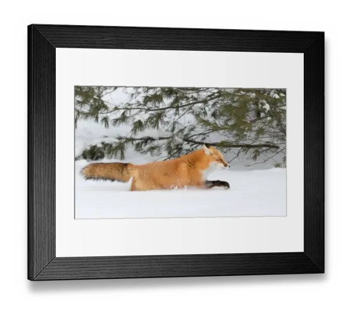 Framed Print : Red Fox Framed Print : Red Fox