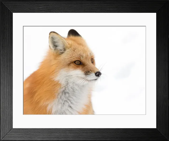Framed Print : Red Fox Framed Print : Red Fox