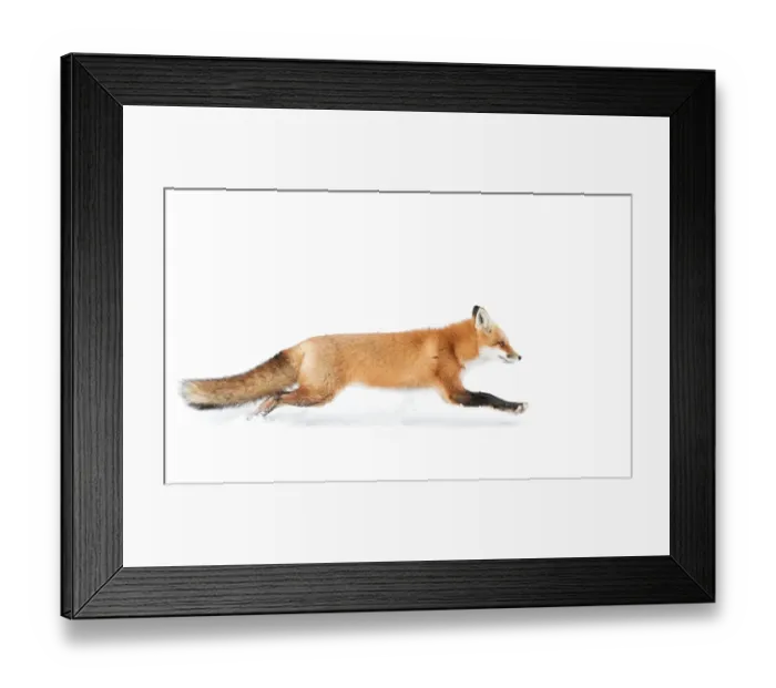Framed Print : Red Fox Framed Print : Red Fox