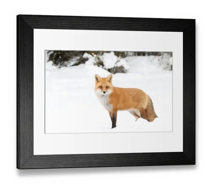 Framed Print : Red Fox Framed Print : Red Fox