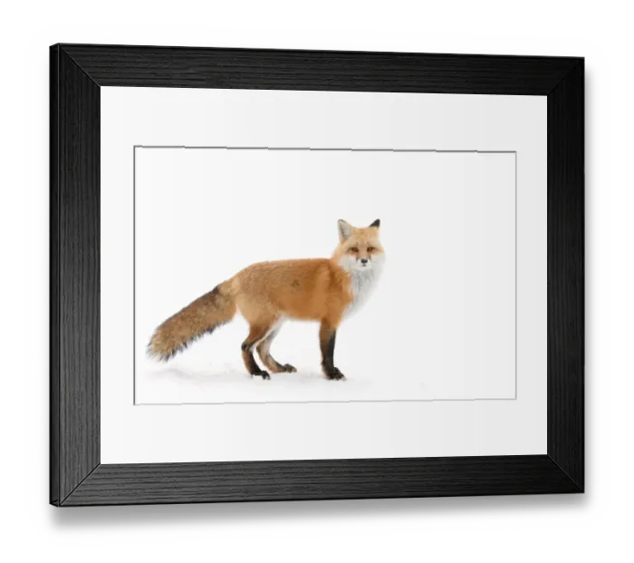 Framed Print : Red Fox Framed Print : Red Fox
