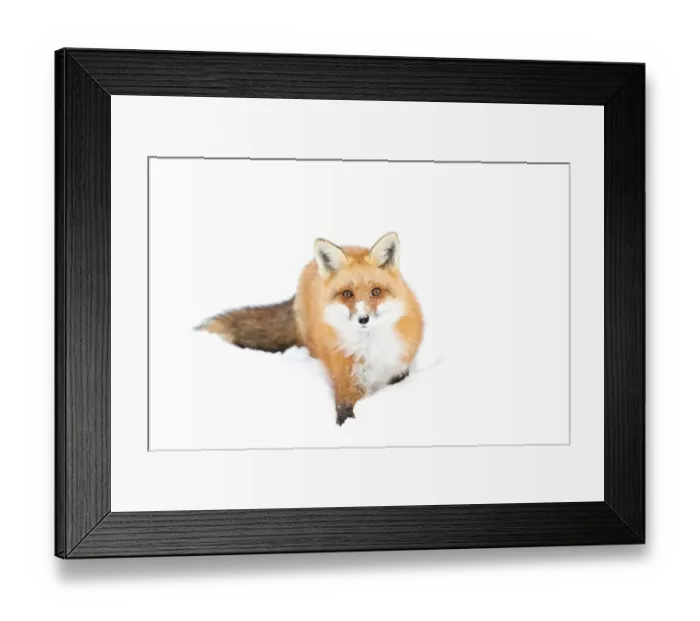 Framed Print : Red Fox Framed Print : Red Fox