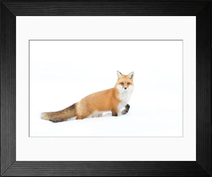 Framed Print : Red Fox Framed Print : Red Fox