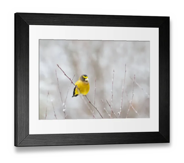 Framed Print : Evening Grosbeak - Algonquin Park Framed Print : Evening Grosbeak - Algonquin Park