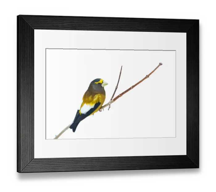 Framed Print : Evening Grosbeak - Algonquin Park