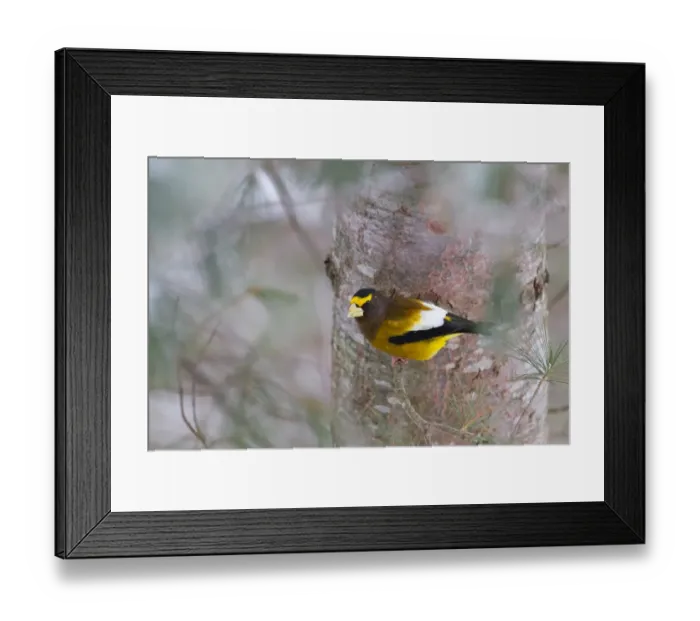 Framed Print : Evening Grosbeak - Algonquin Park Framed Print : Evening Grosbeak - Algonquin Park