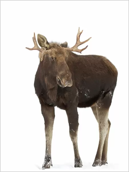 Moose in winter