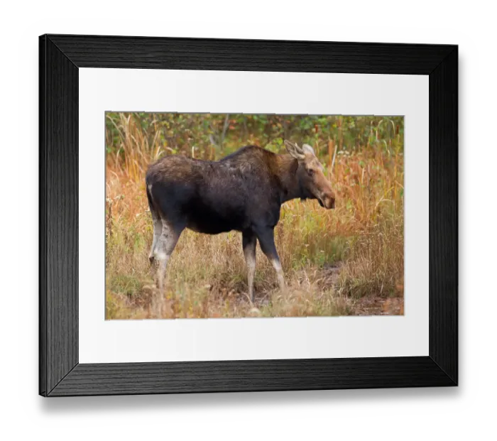 Framed Print : Moose Framed Print : Moose