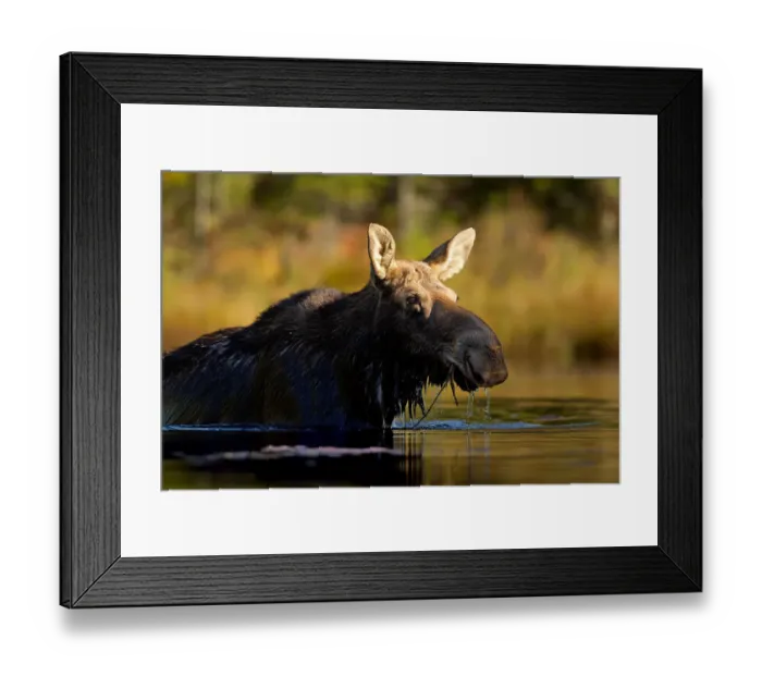 Framed Print : Moose Framed Print : Moose