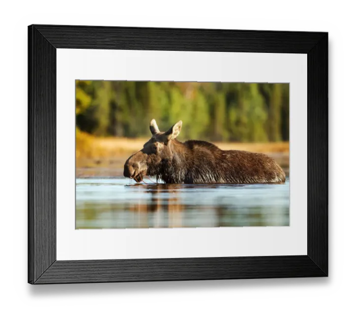 Framed Print : Moose Framed Print : Moose