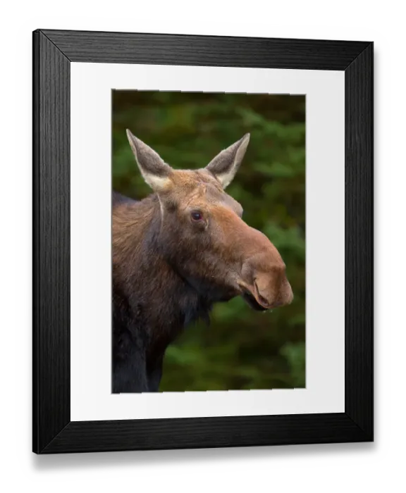 Framed Print : Moose Framed Print : Moose