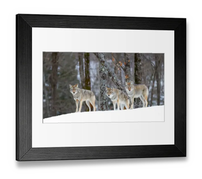 Framed Print : Coyotes in snow Framed Print : Coyotes in snow