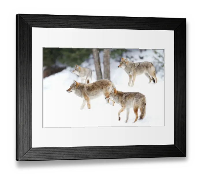 Framed Print : Coyotes in snow Framed Print : Coyotes in snow