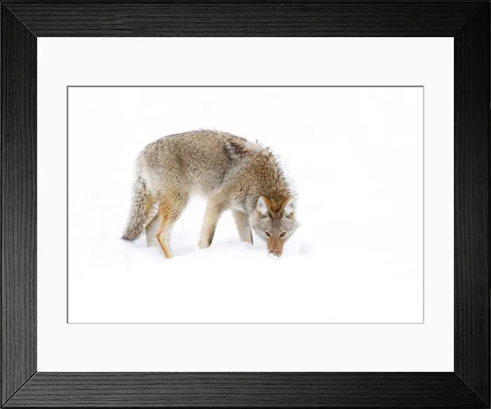 Framed Print : Coyote in snow