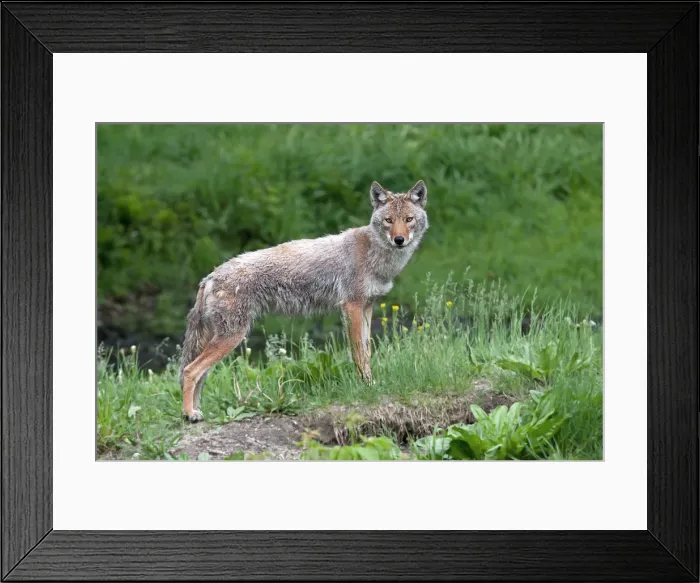 Framed Print : Coyote Framed Print : Coyote