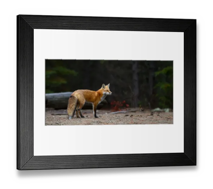 Framed Print : Red fox Framed Print : Red fox