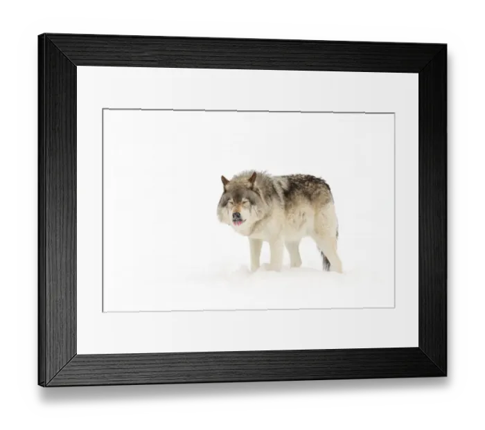 Framed Print : Timber Wolf