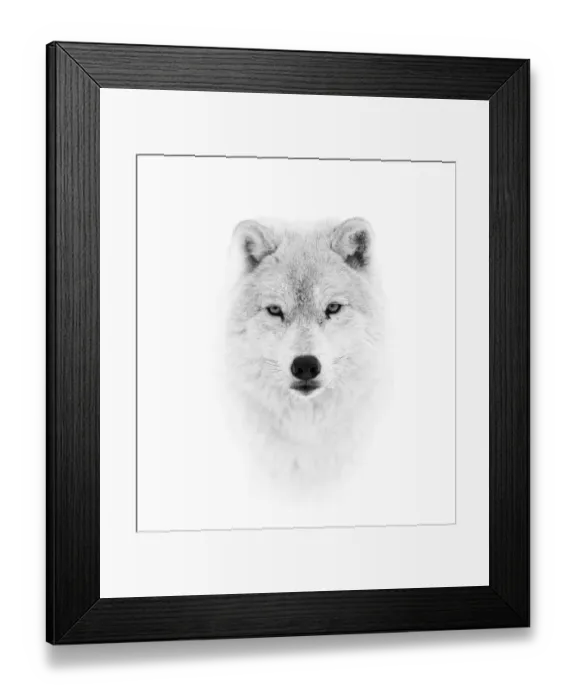 Framed Print : Arctic Wolf Framed Print : Arctic Wolf