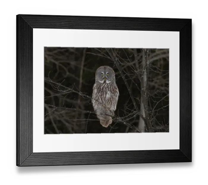 Framed Print : Great Grey owl in tree Framed Print : Great Grey owl in tree