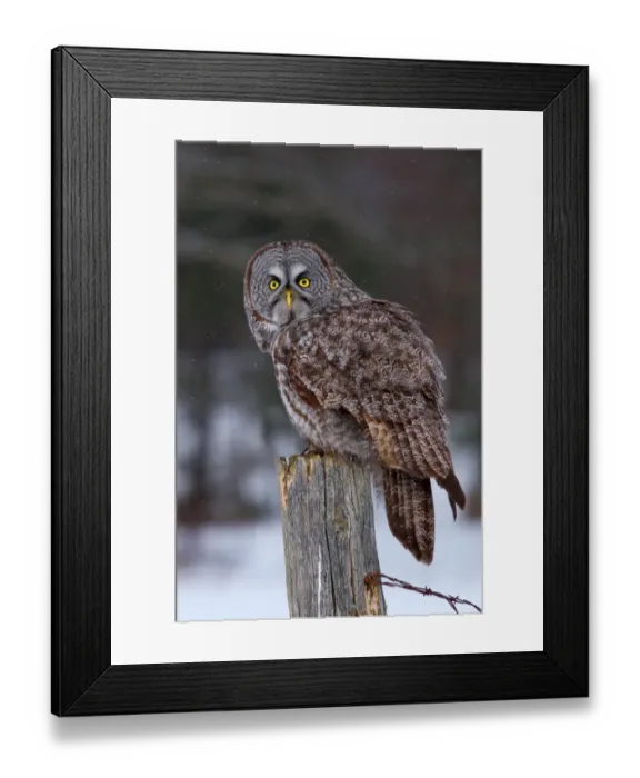 Framed Print : Great grey owl loop back Framed Print : Great grey owl loop back