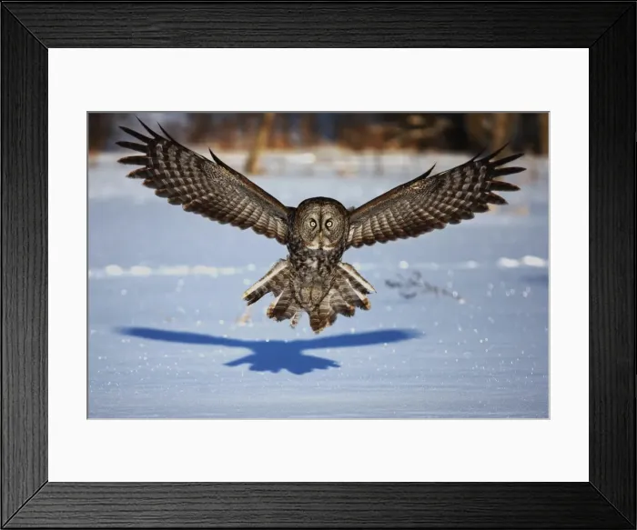 Framed Print : Great grey owl in your face Framed Print : Great grey owl in your face